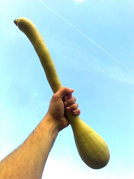 rsz_muskaatcourgette.jpg