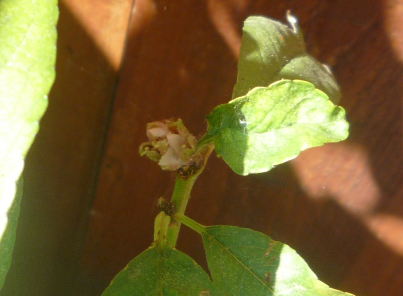 079 peachblossom.jpg