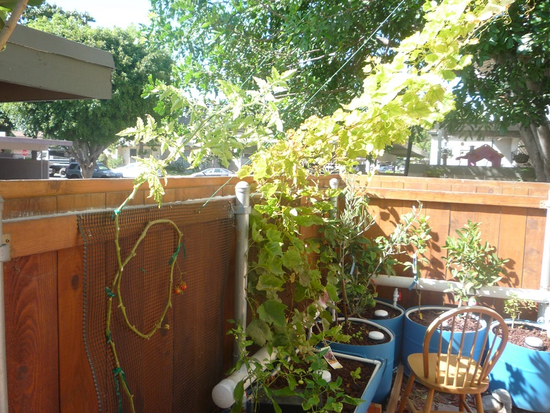 079 cherry tomato.jpg