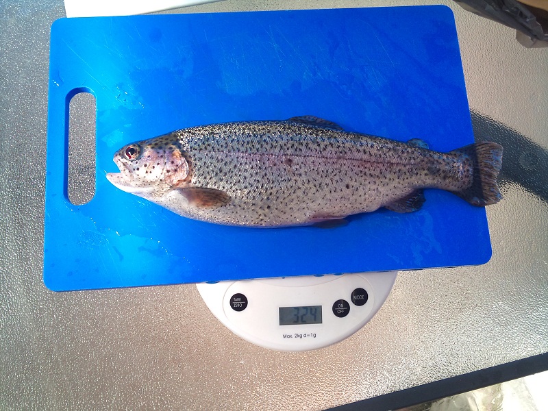 harvest_biggest_trout.jpg