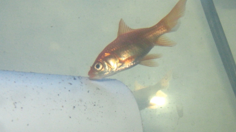 IMG_0140 (800x450).jpg