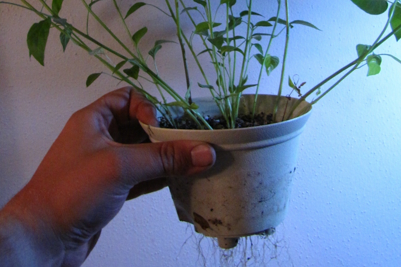 IMG_0130 (800x533).jpg