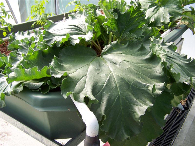 100_7274 (Custom).JPG