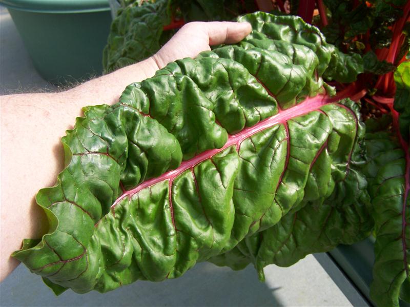 100_7278 (Custom).JPG