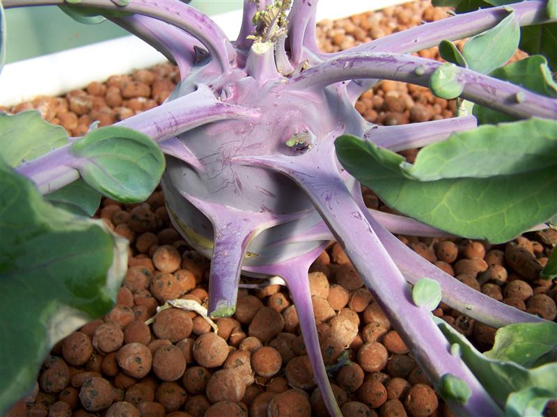 100_7279 (Custom).JPG