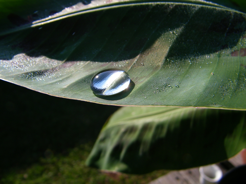 banana leaf with droplet.jpg