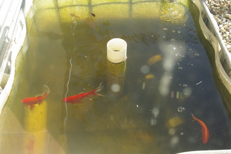 _IGP3292 (800x536).jpg