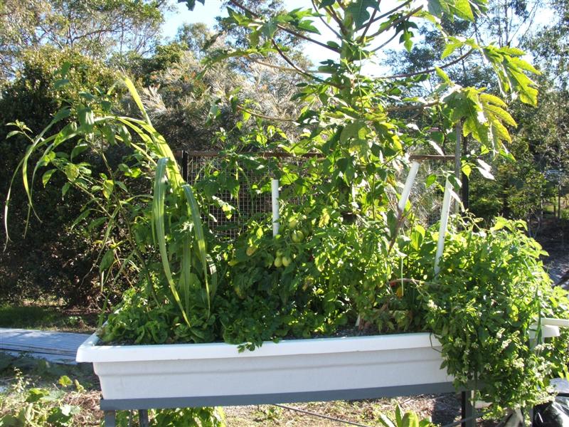 DSCF4089 (Medium).JPG