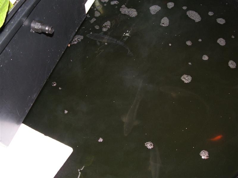 DSCF2584 (Medium).JPG