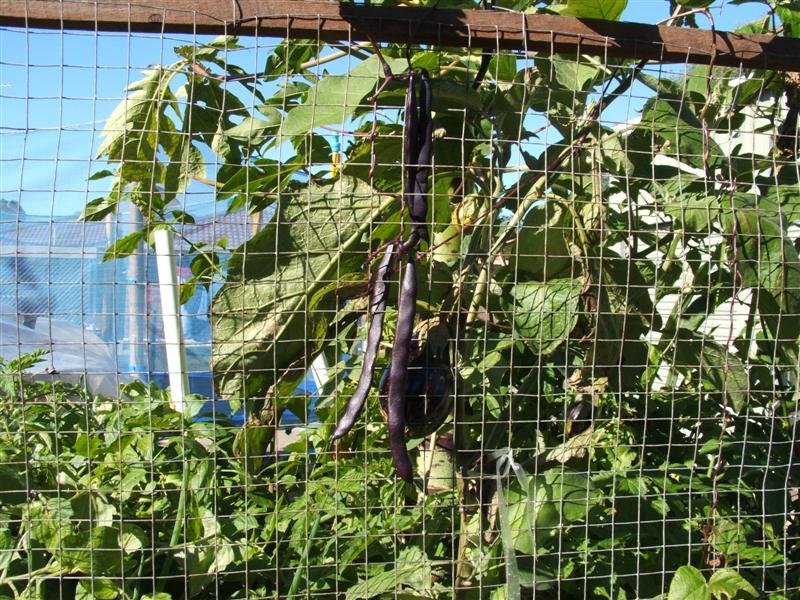 DSCF4097 (Medium).JPG