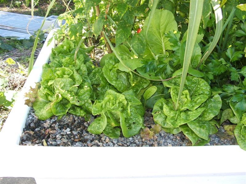 DSCF4092 (Medium).JPG