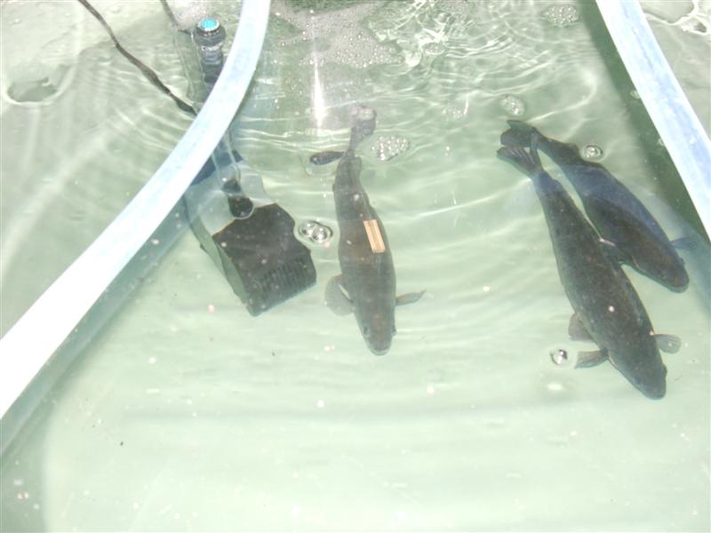 DSCF4077 (Medium).JPG