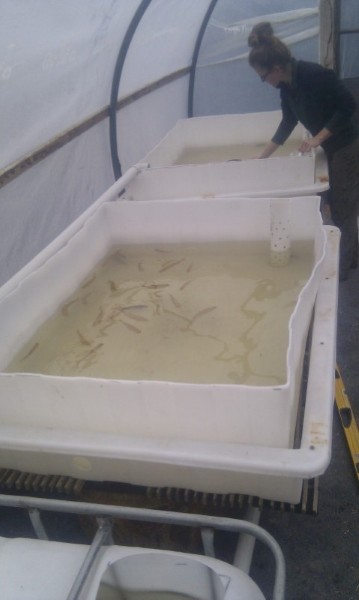 newtrout_Sept2012 - Copy.jpg