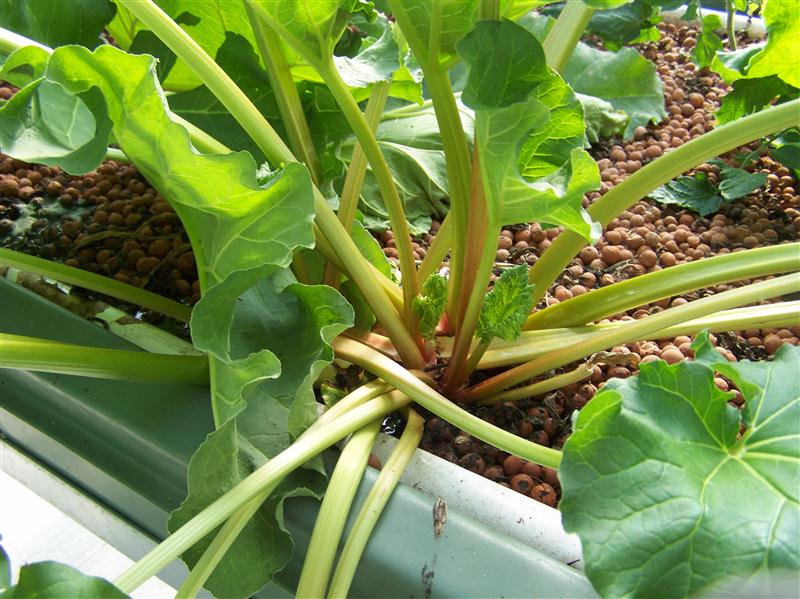 100_6784 (Custom).JPG