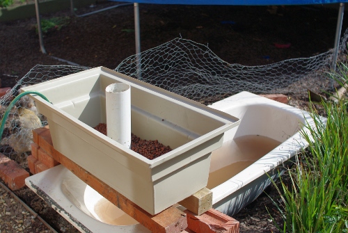 Aquaponics getting started.JPG
