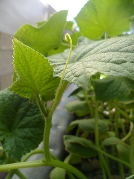 Cucumber-tendril.jpg