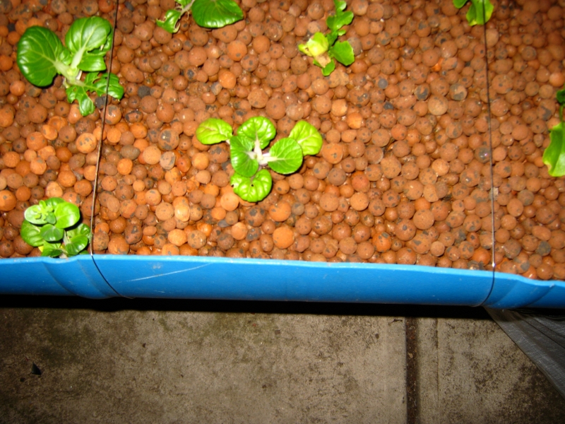 120 Things in 20 years - Aquaponics - blue barrel wire brace BYAP.JPG