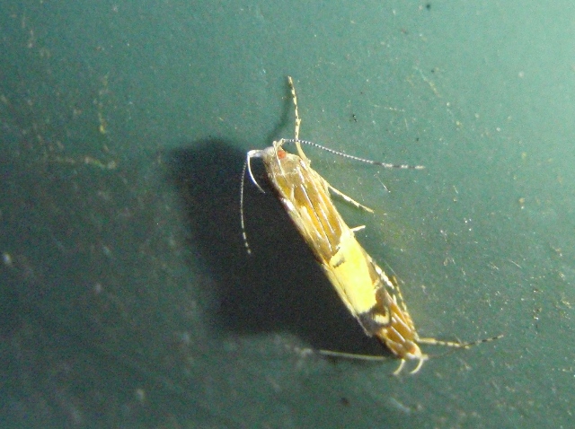 No wonder we have so many caterpillars.jpg