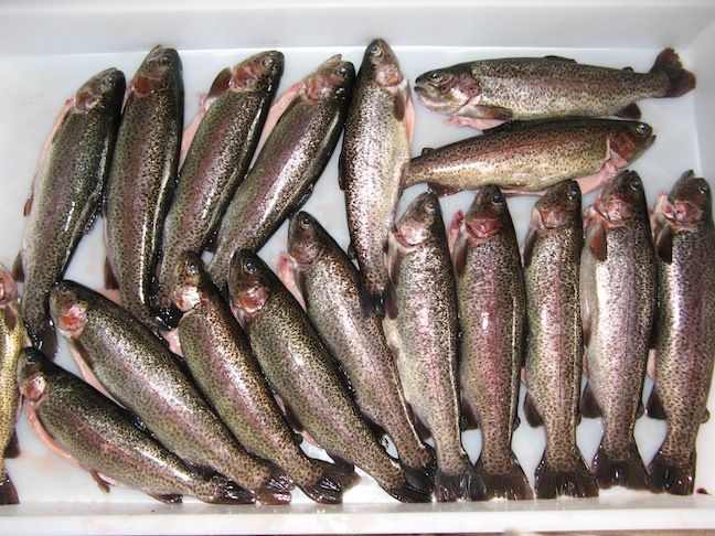 18 trout.JPG