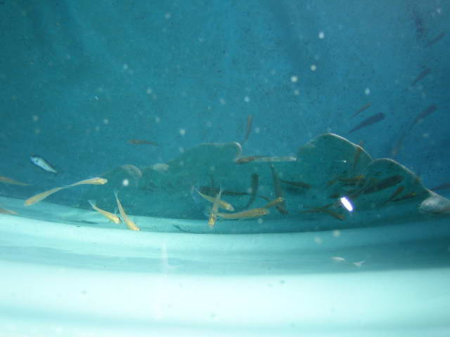 2006-08-24 jadies in the tank.jpg