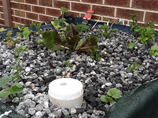 ImageUploadedByTapatalk HD1351152819.931059.jpg