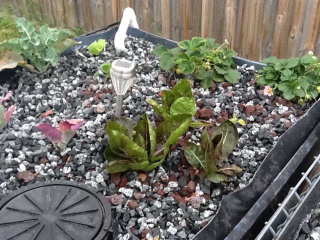 ImageUploadedByTapatalk HD1351152861.298377.jpg