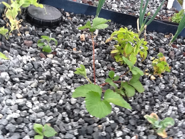 ImageUploadedByTapatalk HD1351152943.487619.jpg