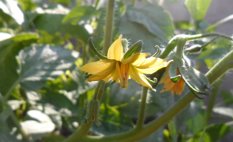 Tomato-Bloom-10-27.jpg