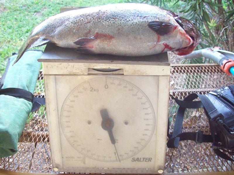 28.10.2012 trout.jpg