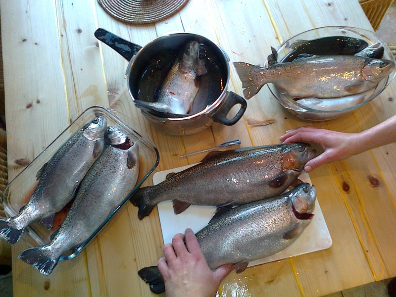 rsz_trout_harvest_2012.jpg