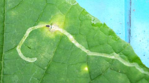 leaf boarer large.jpg