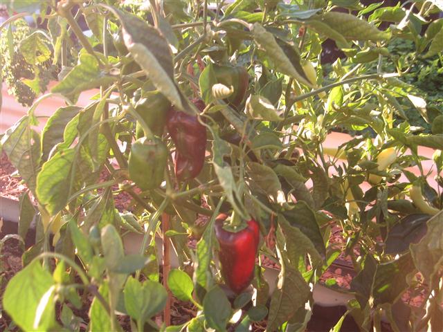 today 003 (Small).JPG