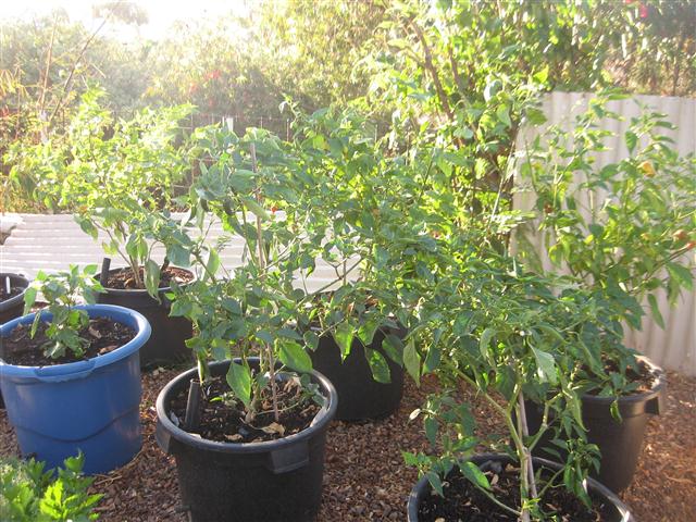 today 004 (Small).JPG