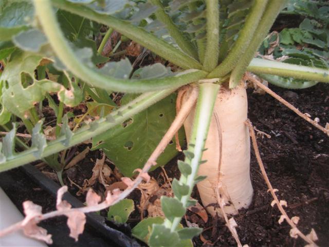 today 006 (Small).JPG