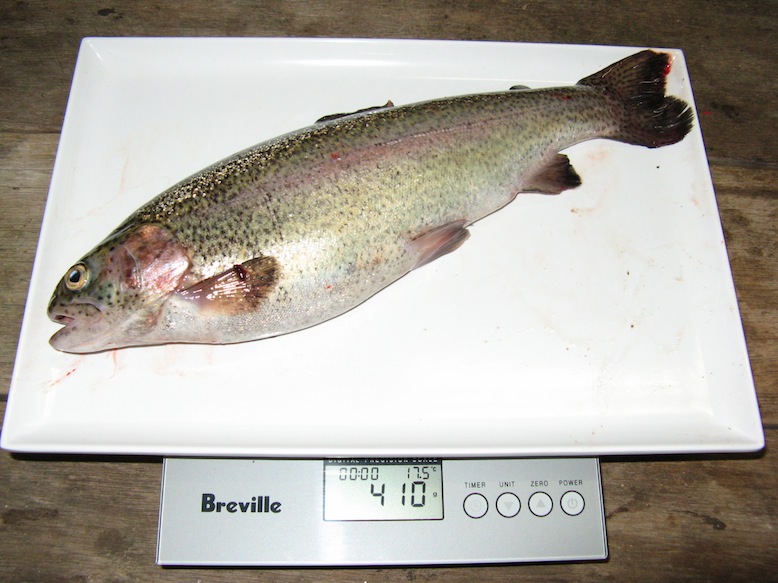 trout 2012.JPG