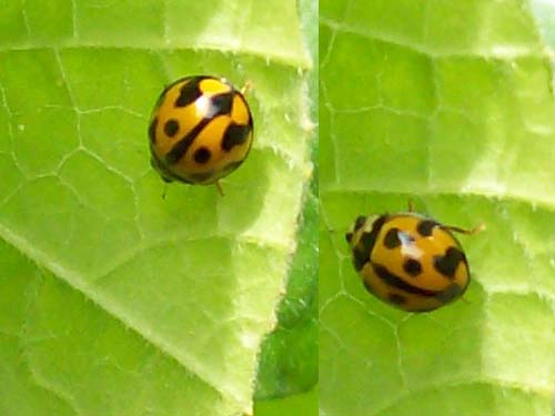 Is she a GOOD ladybug.jpg