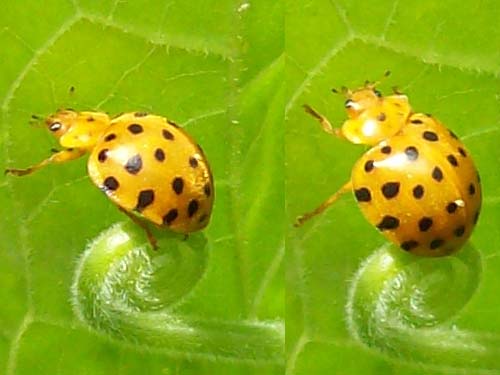 is she a bad ladybug.jpg