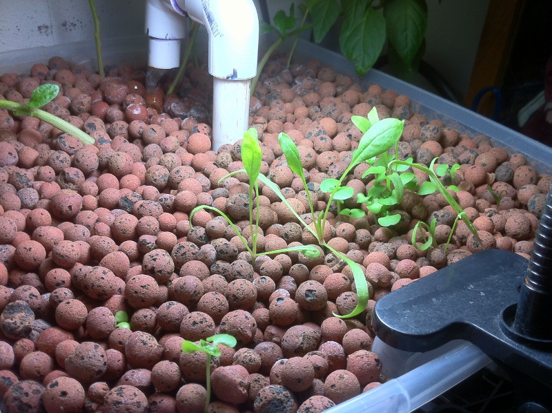 IMG_1718 (800x598).jpg