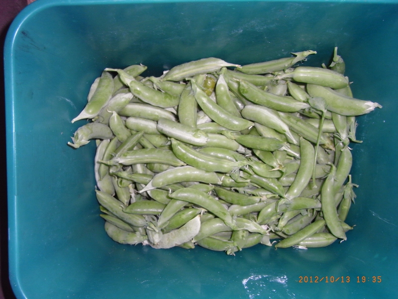 111112 003 (800x600).jpg