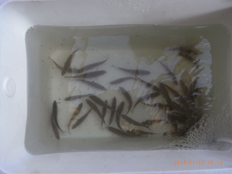 111112 006 (800x600).jpg