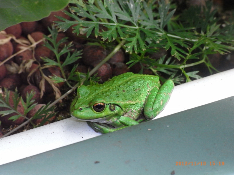 111112 008 (800x600).jpg