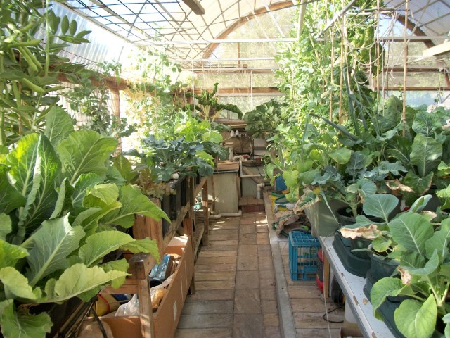 100_0241 (Medium) (Small).JPG