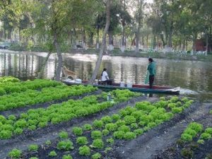300px-Camas_chinampas.jpg