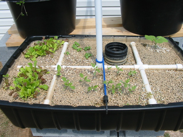 Rect Growbed Aug 25.jpg
