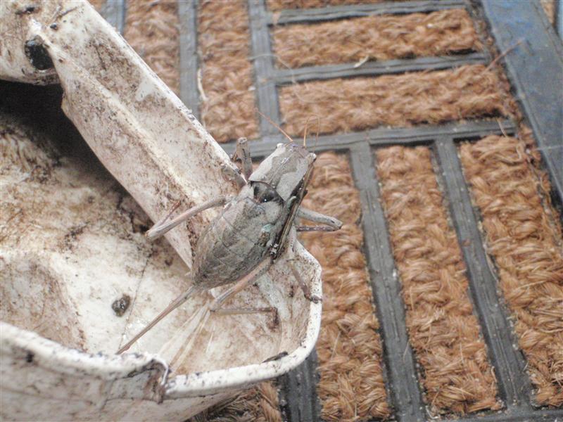 PB130078 (Custom).JPG