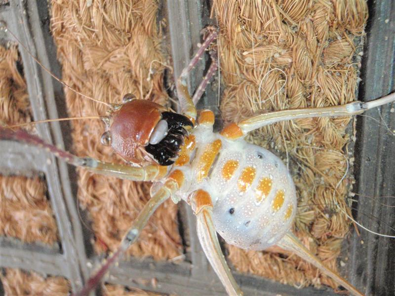 PB130080 (Custom).JPG