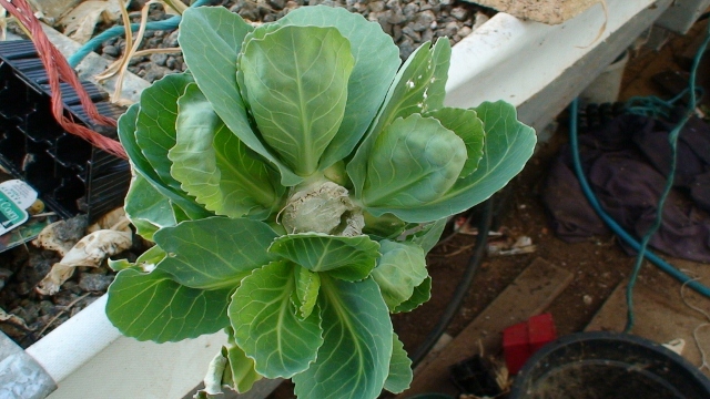 DSC00527 (640x360) (640x360).jpg