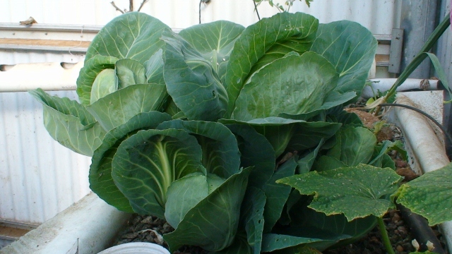 DSC00528 (640x360).jpg