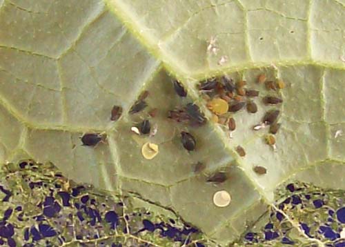 aphids.jpg