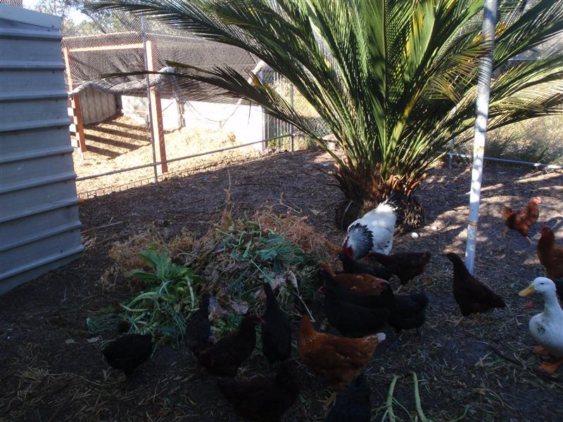 PB150048 (Custom).JPG